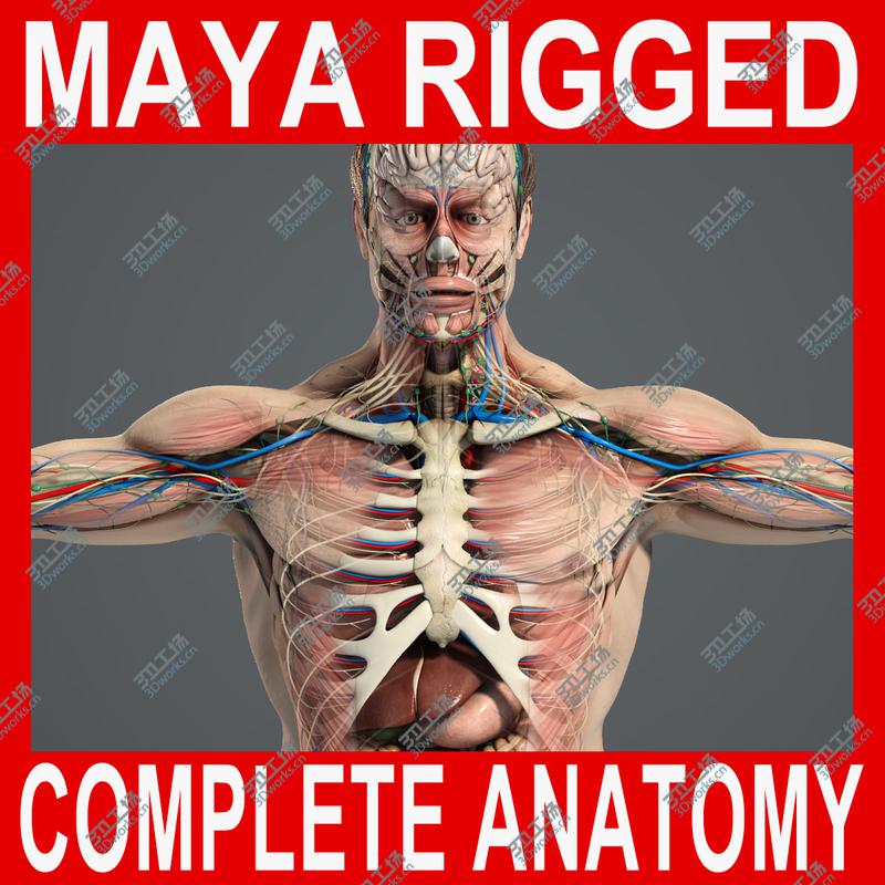 images/goods_img/20210113/MAYA RIGGED Complete Male Anatomy PACK/1.jpg